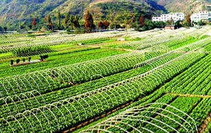 促進(jìn)農(nóng)民增收,打造商標(biāo)品牌